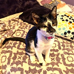 Thumbnail photo of KITTEN PIPPIE #3