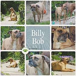 Thumbnail photo of Billy Bob #1