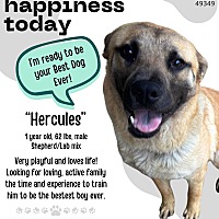 adopt a pet
