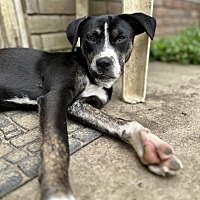 adopt a pet