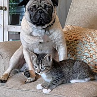 adopt a pet
