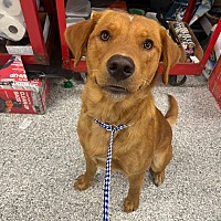 adopt a pet