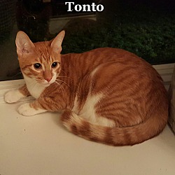 Thumbnail photo of Tonto #2