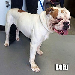 Thumbnail photo of Loki #2