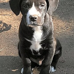 Thumbnail photo of Benny (in adoption process) #1