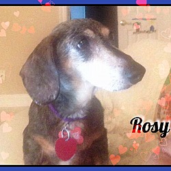Thumbnail photo of Rosy #1