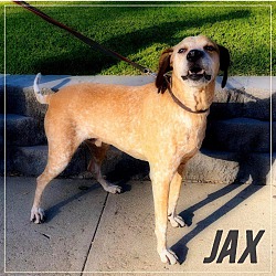 Photo of Jax the Energetic Coonhound