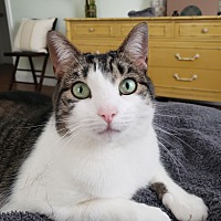 adopt a pet