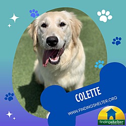 Thumbnail photo of Colette #1
