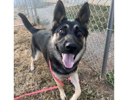 Greenville, SC - German Shepherd Dog. Meet Katrina a Pet for Adoption ...