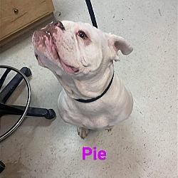 Thumbnail photo of Pie #1