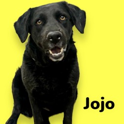 Thumbnail photo of Jojo #1
