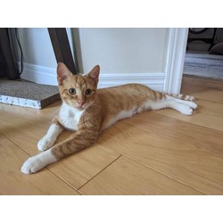 Photo of Simba-Kitchener