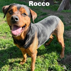 Photo of Rocco 240327