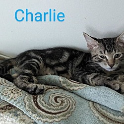 Thumbnail photo of Charlie #2