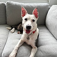 adopt a pet