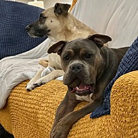 adopt a pet
