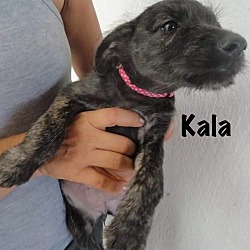 Thumbnail photo of KALA #4