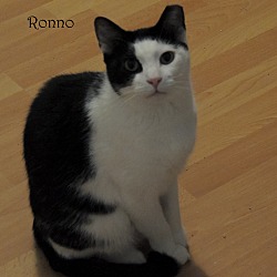Thumbnail photo of Ronno #1