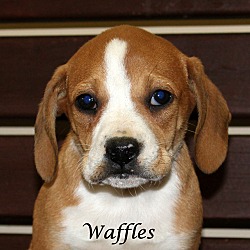 Thumbnail photo of Waffles ~meet me! #1