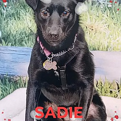 Thumbnail photo of SADIE #2
