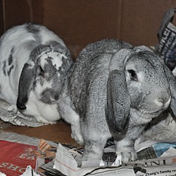 Thumbnail photo of Thumper & Josie #1