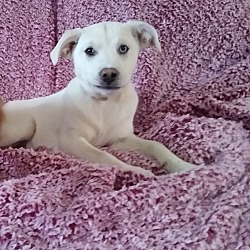 Thumbnail photo of Pepper puppies Jalapeno**Foster Home** #2