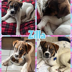 Photo of Zilla