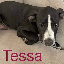 Photo of Tessa