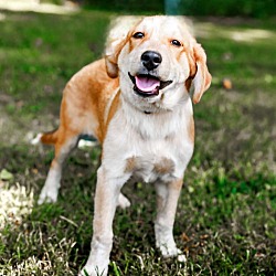 Thumbnail photo of PUPPY ACE  HAPPY BOY #2