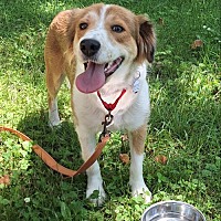 adopt a pet
