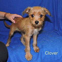 Thumbnail photo of Clover #4