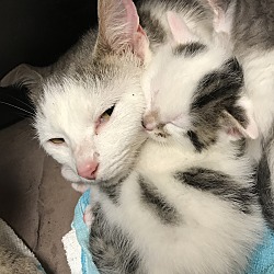 Photo of Baby kittens