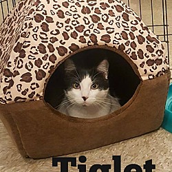 Thumbnail photo of Tiglet #3