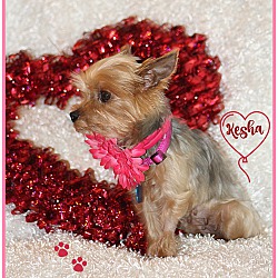 Thumbnail photo of Keysha-Pending adoption #2