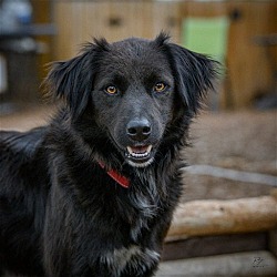 Photo of Mustang