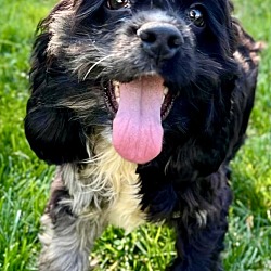 Photo of Spaniel Scotty IN FOSTER & HOUSE TRAINED!