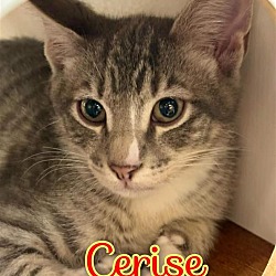 Photo of Cerise