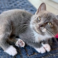 adopt a pet
