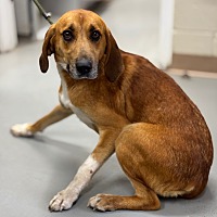 adopt a pet