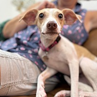 adopt a pet