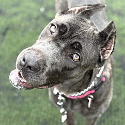 Cora, Cane Corso
