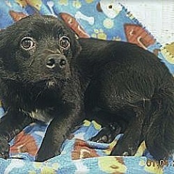 Thumbnail photo of George~Adopted #2