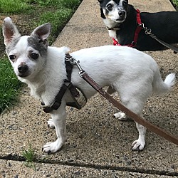 Thumbnail photo of Chico and Pookie #1