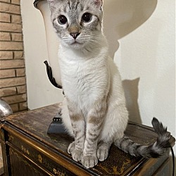 Photo of Phoebe Bonded To BreBre