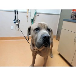 Photo of BALOO