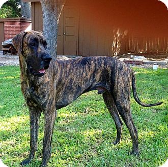 legion pet dane austin adoptapet