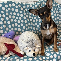 adopt a pet