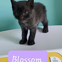 adopt-pet