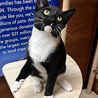 adopt a pet